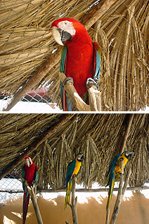 Isla Margarita, Hotel Guacucoresort